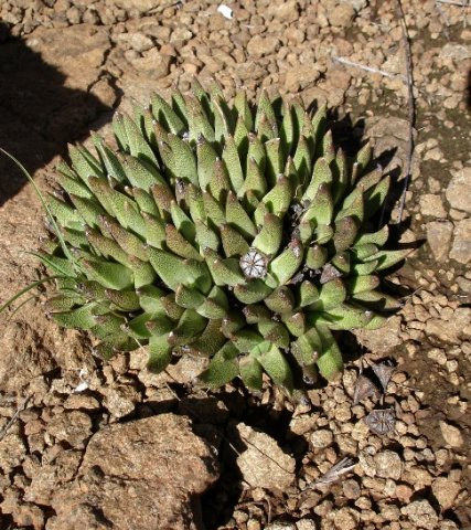 Rabiea albinota leaf mat